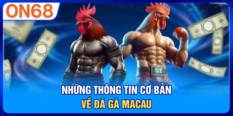 Những thông tin cơ bản về đá gà Macau